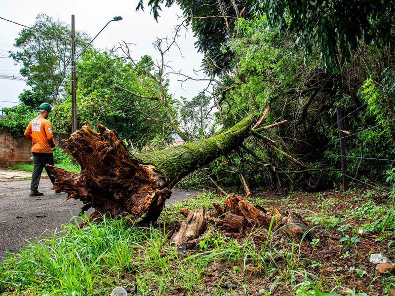 Tree removal crew working near Davenport