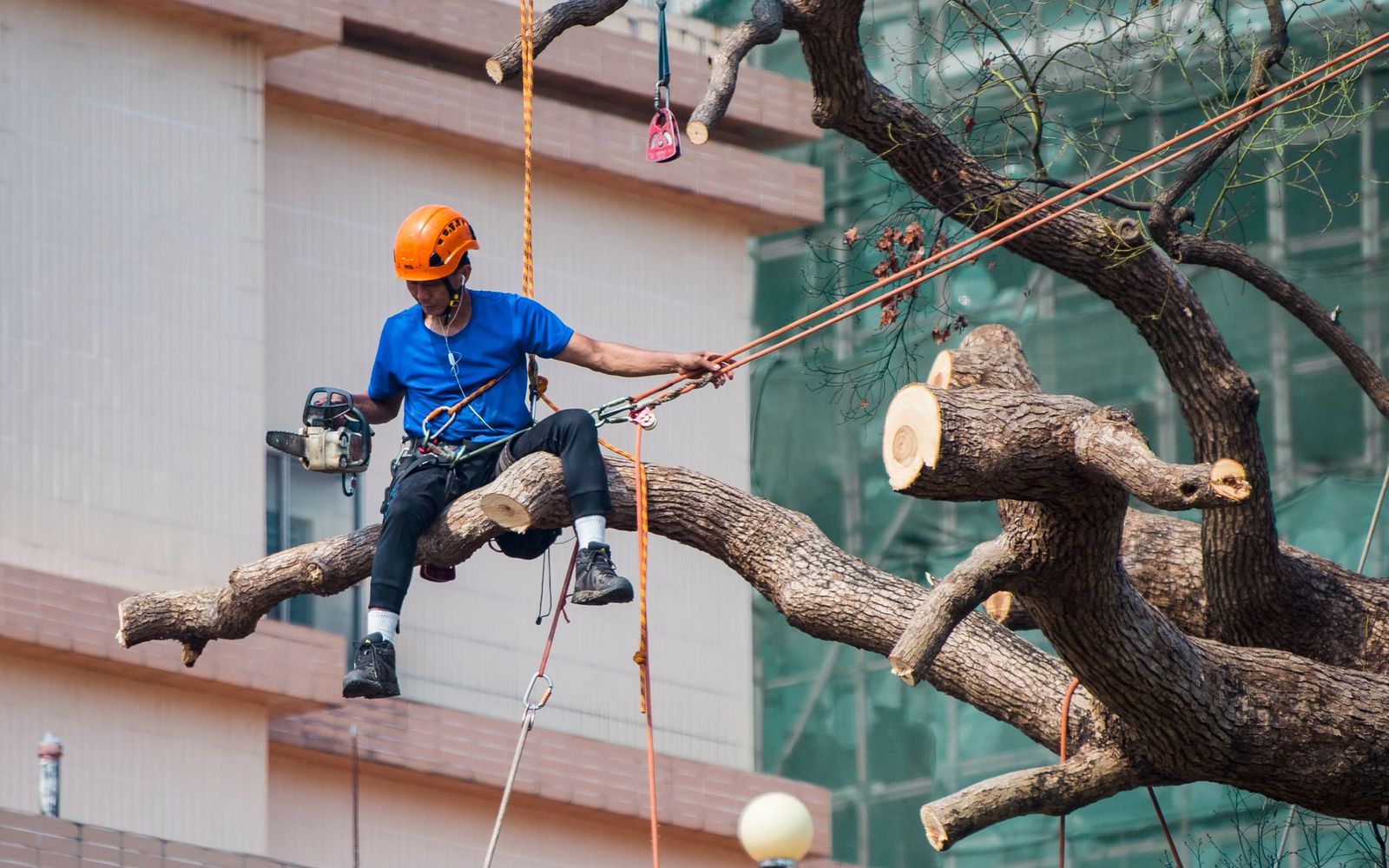 Tree removal in Davenport, IA by Quad Cities Tree Removal